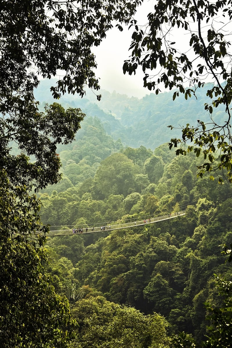 Jungle Treks